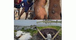 করতোয়া নদীতে বিষাক্ত শিল্পবর্জ্য, স্বাস্থ্যঝুঁকিতে এলাকাবাসী 