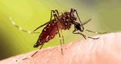 ডেঙ্গুতে আরও ৬ জনের মৃত্যু, হাসপাতালে ৭৮৮