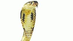 সর্প কাহিনী