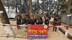 পোরশা সীমান্তে ভারতীয় ২ মহিষ আটক 