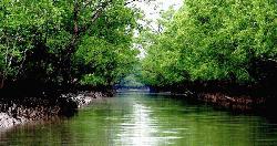 সুন্দরবনে কাঁকড়া ধরায় ২ মাসের নিষেধাজ্ঞা