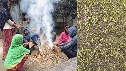 নালিতাবাড়ীতে তীব্র শীতে জনজীবন স্থবির, বোরো বীজতলা নিয়ে শঙ্কা