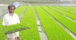দিনাজপুরে বোরো ধান চাষের প্রস্তুতি