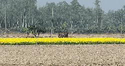 ফুলবাড়ী সীমান্তে বিএসএফের সড়ক নির্মাণে বিজিবির বাধা
