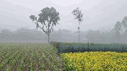 ফুলবাড়ীতে বইছে মৃদু শৈত্যপ্রবাহ