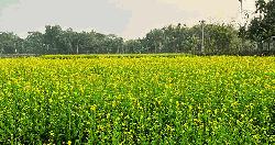 লক্ষ্মীপুরে সরিষা চাষে আগ্রহ বাড়ছে, ভালো ফলনে কৃষকের মুখে হাসি