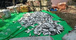 নোয়াখালীতে ২৫০০ কেজি জাটকা ইলিশ জব্দ
