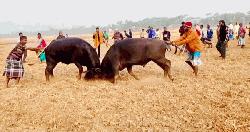 আমতলীতে ঐতিহ্যবাহী মহিষের লড়াই অনুষ্ঠিত