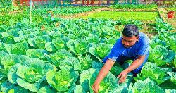পতিত জমিতে বিষমুক্ত সবজি চাষ : উপজেলা নির্বাহী অফিসারের অনুকরণীয় দৃষ্টান্ত