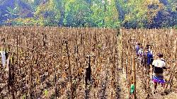 ফকিরহাটে দুর্বৃত্তের আগুনে পানের বরজ পুড়ে ছাই, ক্ষতি ৩০ লাখ টাকা