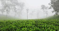 শ্রীমঙ্গলে তীব্র শীত, তাপমাত্রা নেমে ৯.৬ ডিগ্রি সেলসিয়াসে