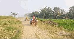 পদ্মার চরে মালামাল বহনে একমাত্র ভরসা ঘোড়ার গাড়ি