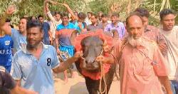 বাজিতে জেতা সেই মহিষ ফেরত দিলেন বিএনপি সমর্থক