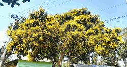 গাছে গাছে ঘ্রাণ ছড়াচ্ছে আমের মুকুল