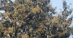আমের মুকুলে ভরে উঠেছে গাছ