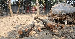 বিএনপি নেতার বিরুদ্ধে আশ্রয়ণ প্রকল্পের গাছ কাটার অভিযোগ