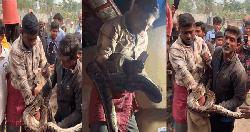 শ্রীমঙ্গলে বসতঘরের ছাদ থেকে ১০ ফুট লম্বা অজগর উদ্ধার