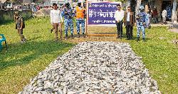 ভাণ্ডারিয়ায় জাটকাসহ ২ ট্রলার জব্দ, ৩ জেলের কারাদণ্ড