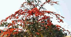 প্রকৃতি সেজে উঠেছে আগুন রঙা পলাশে