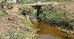 নদ-নদী-খাল পরিবেষ্টিত আমতলী মাঠে পরিণত হচ্ছে