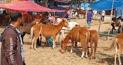 জয়পুরহাটে  ঐতিহাসিক গোপীনাথপুর দোলযাত্রা মেলা শুরু