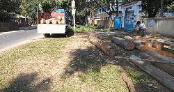 পঞ্চগড়ে টেন্ডারের অতিরিক্ত গাছ কাটার অভিযোগ