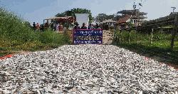পদ্মা সেতু এলাকায় প্রায় ৪ টন জাটকা জব্দ