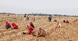 কয়রায় তরমুজ চাষে ব্যস্ত সময় পার করছেন কৃষকরা