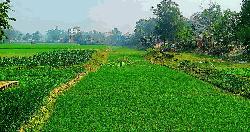 ইসলামপুরে ১৪টি খাল খননেই মানুষের জীবিকার আমূল পরিবর্তন হবে
