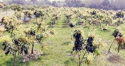 নিয়ামতপুরে মুকুলে ঠাসা আম গাছ