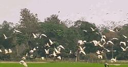 জফলারপার এখন ‘পাখিদের গ্রাম’