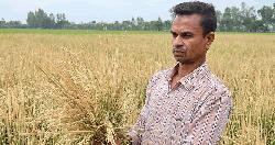আগাছা নাশক ছিটিয়ে কৃষকের আধা-পাকা ধান পুড়িয়ে দিল প্রতিপক্ষ