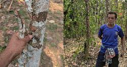 মৌলভীবাজারে খাসিয়া পুঞ্জিতে সহস্রাধিক পানগাছ কেটে দিল দুর্বৃত্তরা
