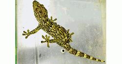 শ্রীমঙ্গলে বিপন্ন প্রজাতির তক্ষক উদ্ধার