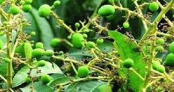 আমের গুটি দৃশ্যমান, বাম্পার ফলনের আশা