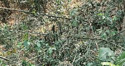 জমি বিরোধে আপন চাচার হামলা, আহত এতিম ভাতিজাসহ ৩