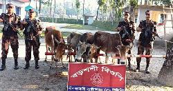পঞ্চগড় সীমান্ত এলাকায় ৫টি ভারতীয় গরু উদ্ধার