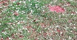 নন্দীগ্রামে শিলাবৃষ্টিতে বোরো ধানের ব্যাপক ক্ষতির আশঙ্কা