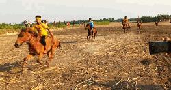 সালথায় এক যুগ পর ঘোড়া দৌড় প্রতিযোগিতা