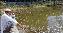 সুবর্ণচরে বিষ দিয়ে মাছ নিধনের অভিযোগ