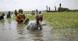 হাওরে জলাবদ্ধতার সঙ্গে কৃষকের লড়াই