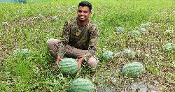 হলুদ তরমুজ: মৌলভীবাজারে তরুণ উদ্যোক্তা খোরশেদের সাফল্যের গল্প