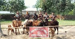 চুনারুঘাট সীমান্তে ৮ ভারতীয় গরু জব্দ