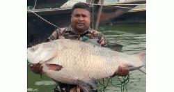 পদ্মায় ধরা পড়ল ২৫ কেজির কাতলা, অর্ধলক্ষ টাকায় বিক্রি