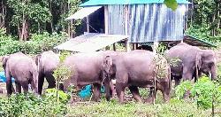 শেরপুরে লোকালয়ে বন্যহাতির তান্ডব 