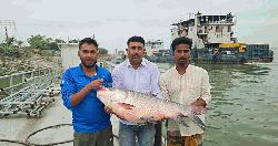 পদ্মার ২৫ কেজির কাতল ৪২ হাজারে বিক্রি 