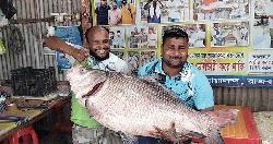পদ্মায় জেলের জালে ৩০ কেজি ওজনের কাতল