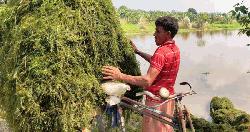শেরপুরে বিলের ‘ঝাই’ বিক্রি করে শতাধিক পরিবারের জীবিকা নির্বাহ