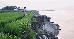 অসময়ে পদ্মার ভাঙনে বিলীন কৃষিজমি, ভাঙন আতঙ্কে কয়েকশ পরিবার