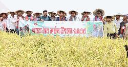 চলনবিলে বোরো ধান কর্তন উৎসব